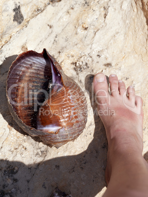 Large sea snail (Tonna galea or giant tun) on rock and human leg