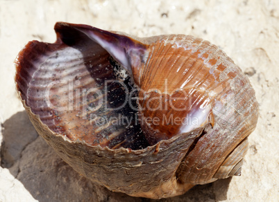 Sea snail (Tonna galea or giant tun) on rock