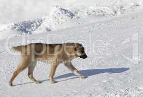 Dog on snowy ski slope at sun day