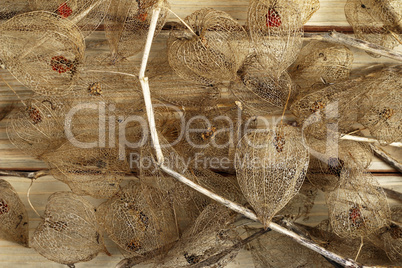 Dried Fruits of the Cape Gooseberry