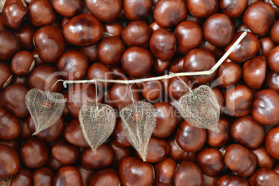 Dried Fruits of the Cape Gooseberry and Chestnuts
