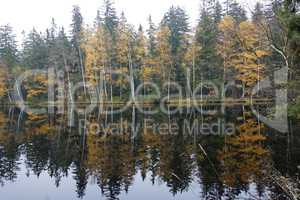 Kladska peats - trees on the bank