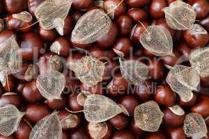 Dried Fruits of the Cape Gooseberry and Chestnuts