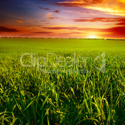 Beautiful sunset on wheat field