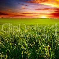 Beautiful sunset on wheat field