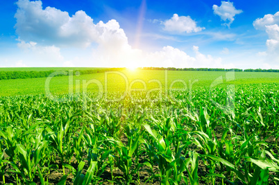 Beautiful sunrise on green cornfield