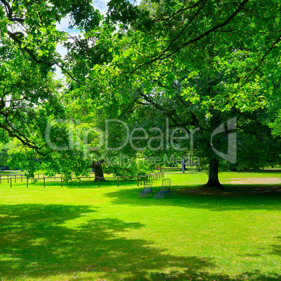 Beautiful meadow in park