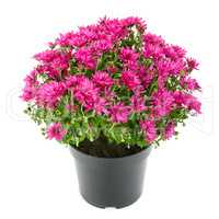 blooming chrysanthemum in flowerpot