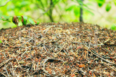 ant hill in the forest