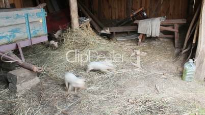 piglets on the farm
