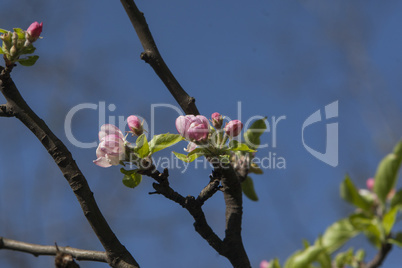 Spring blossom