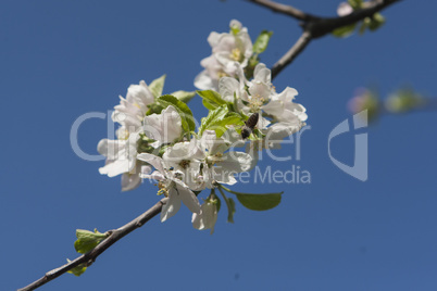 Blossoming Cherry Plum