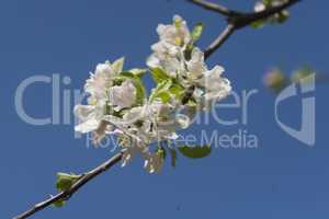 Blossoming Cherry Plum