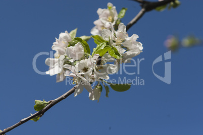 Blossoming Cherry Plum