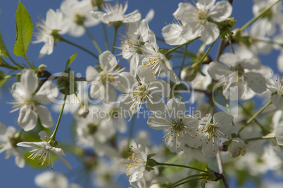 Blossoming Cherry Plum