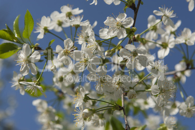 Blossoming Cherry Plum