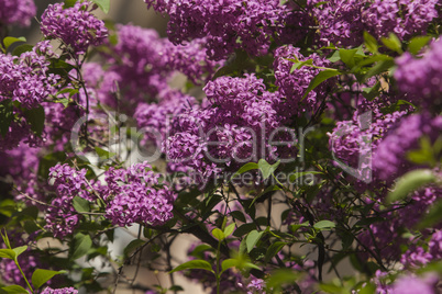 Spring flowering