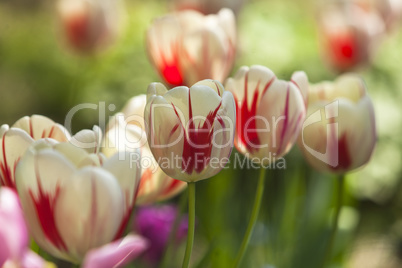 Tulip flower