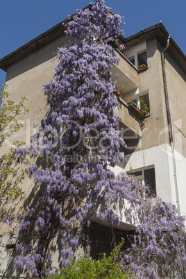 Spring flowering