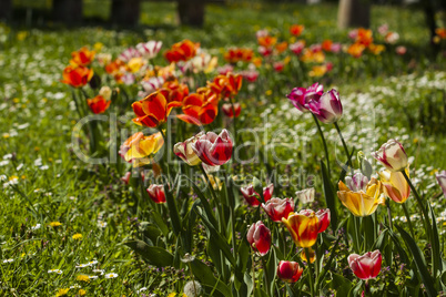 Tulip flower