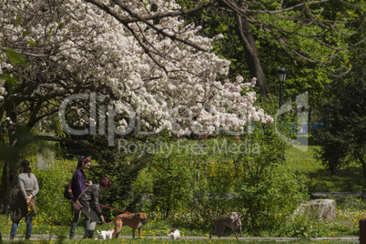 Spring flowering