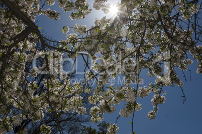 Spring flowering