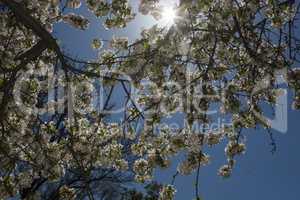 Spring flowering