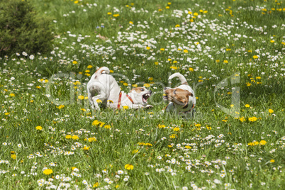 Dogs play in spring flowers