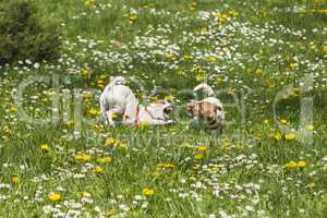 Dogs play in spring flowers