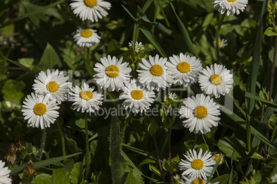 Spring flowers