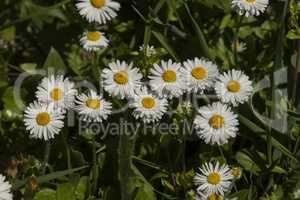 Spring flowers