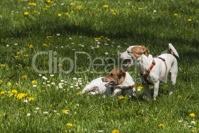 Dogs in Spring flowers