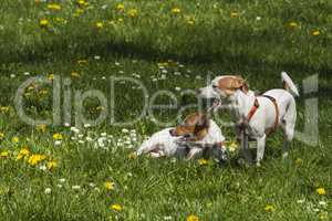 Dogs in Spring flowers