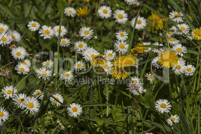 Spring flowers