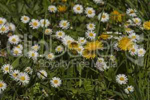 Spring flowers