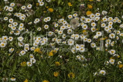 Spring flowers