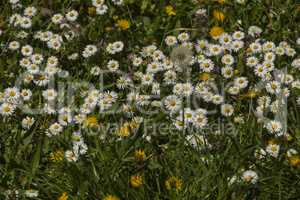 Spring flowers