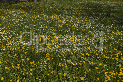 Spring flowers