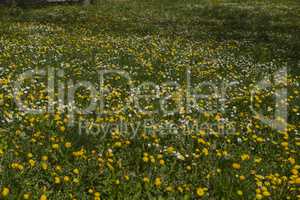 Spring flowers