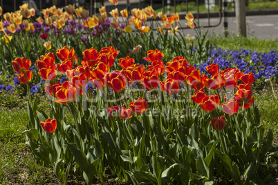 Tulip flower