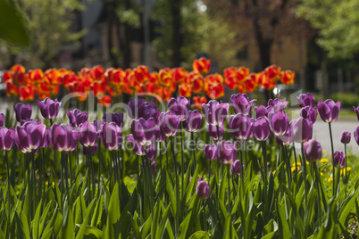 Tulip flower