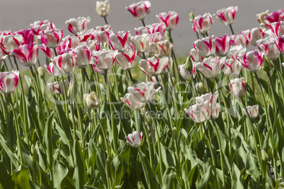 Tulip flower