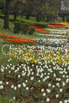 Tulip flower