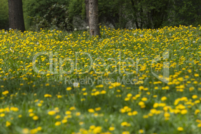 Spring flowers