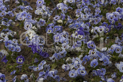 Spring flowers Violets