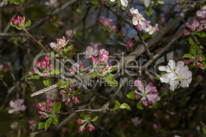 spring tree