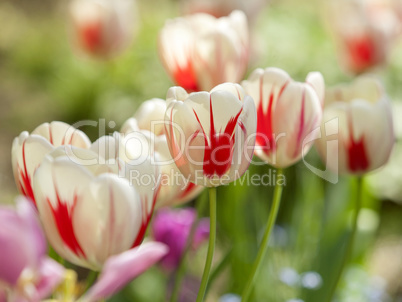 Tulip flower