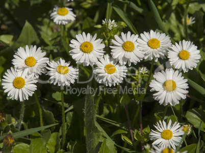 Spring flowers