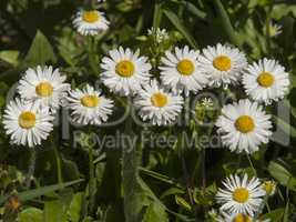 Spring flowers