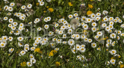 Spring flowers